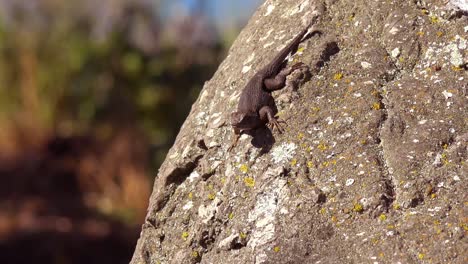 un lagarto disfruta del sol en un viejo roble en el centro de california 1