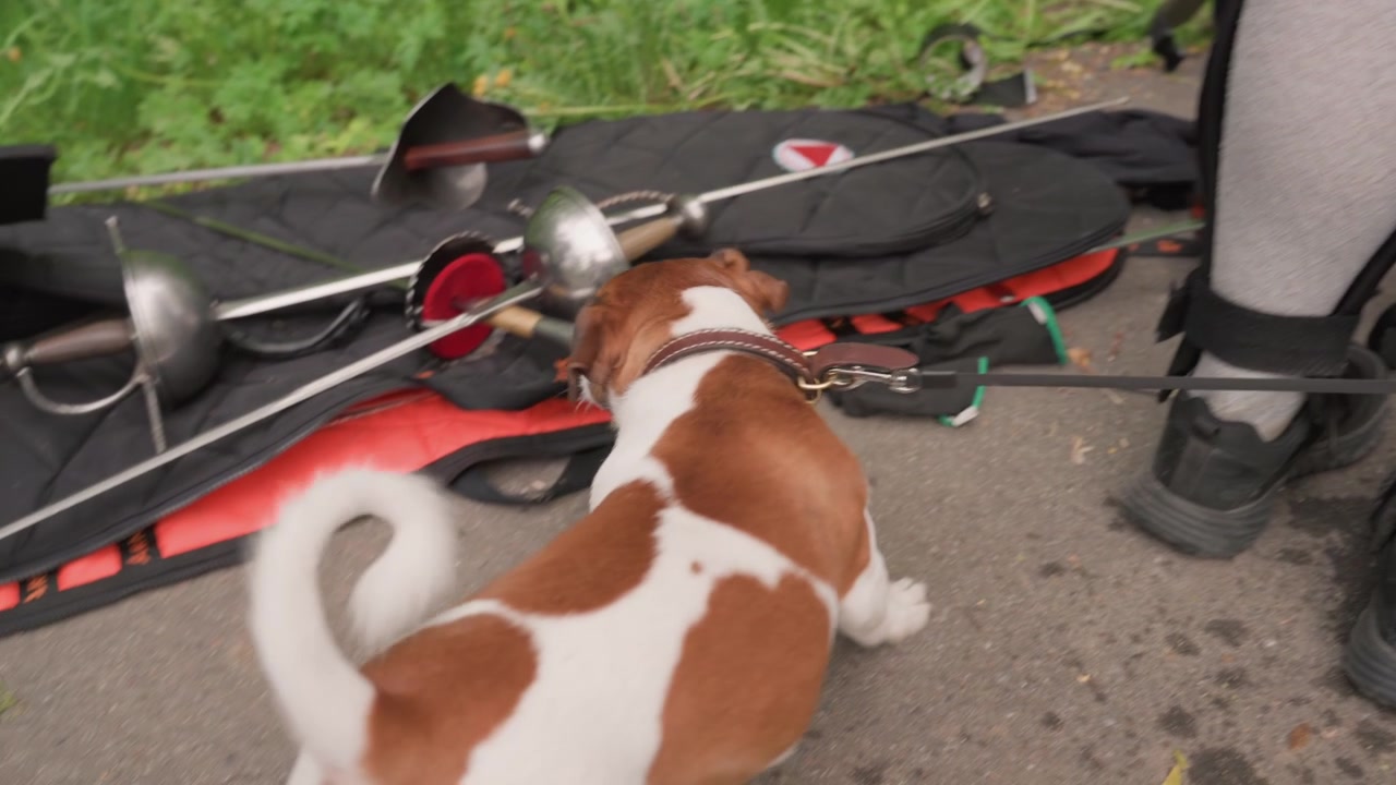 Close up of brown and white dog playing with fencing equipment on ground interacting near swords in open case. scene includes legs wearing protective gear visible to right suggesting human