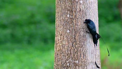el drongo cola de raqueta mayor es conocido por su cola que parece una raqueta