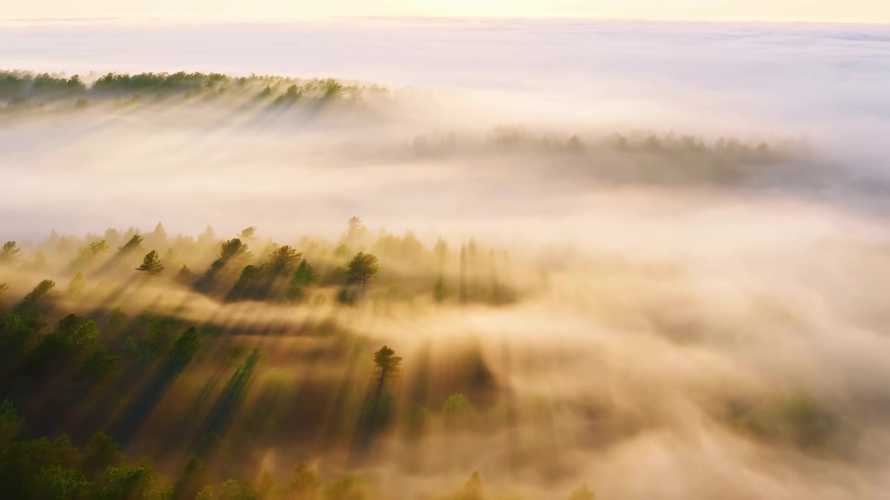 Forhøjet luftfoto over en blandet nåleskov dækket af tæt lav tåge, hvor lavtstående gyldent sollys gennemtrænger tågen og skaber lange diagonale lysstråler med bløde skyggebånd.