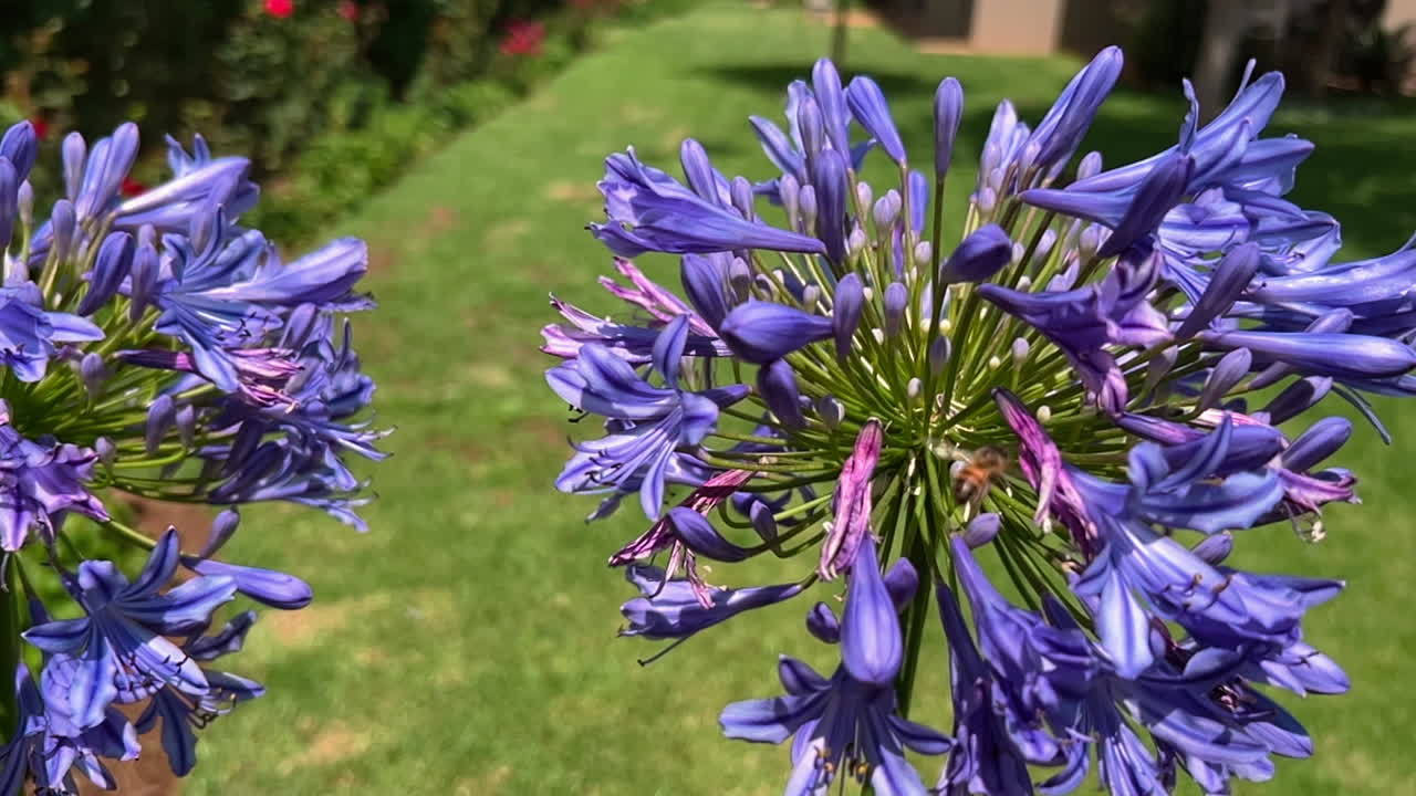 Primo piano di fiori di agapanto viola in un giardino soleggiato mentre un'ape raccoglie il nettare