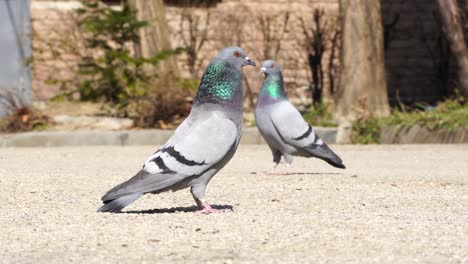 Feral-pigeons-or-city-doves-standing-alert-and-flying-from-the-concrete