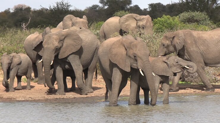 Manada de elefantes bebe e caminha perto de um charco na África do Sul, estático.