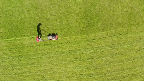 a gardener neatly mowing grass on sunny day, static aerial shot