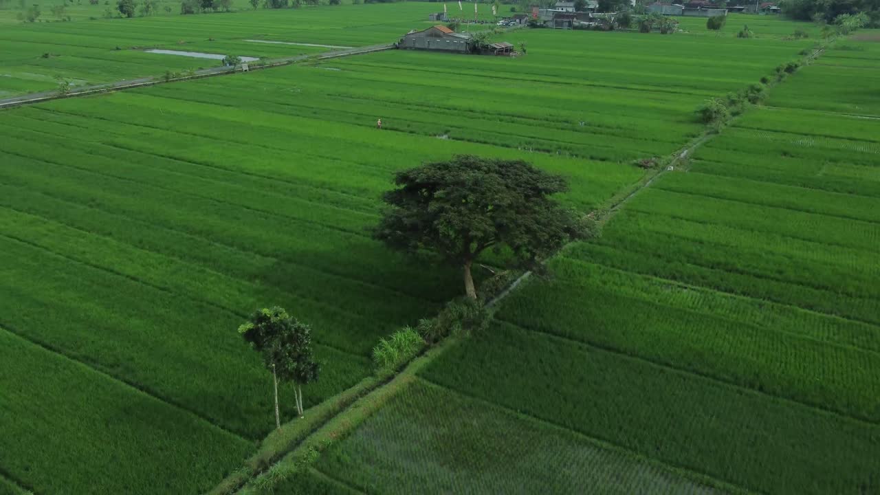 видеосъемка с воздуха большого дерева посреди огромного пространства зеленых рисовых полей в индонезии