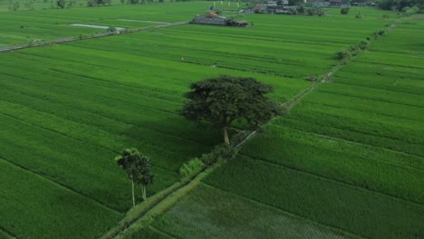 Aerial-video-of-a-large-tree-in-the-middle-of-a-vast-expanse-of-green-rice-fields-in-Indonesia