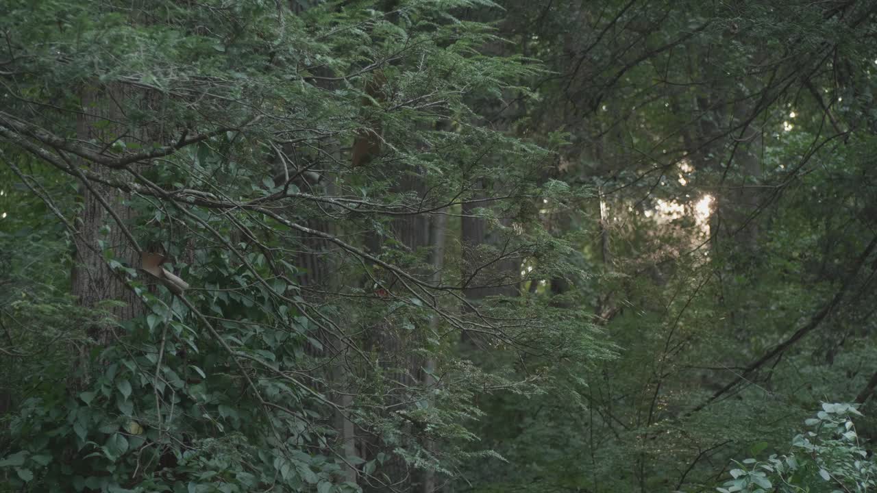 위사이콘 크릭을 따라 나무 사이로 보이는 햇빛