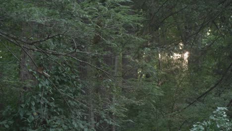 Sunlight-seen-through-trees-along-Wissahickon-Creek