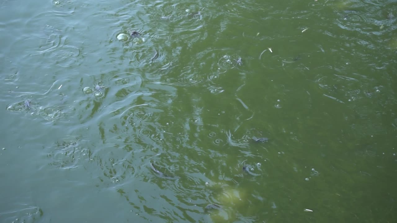 물고기가 물에서 놀고 있다