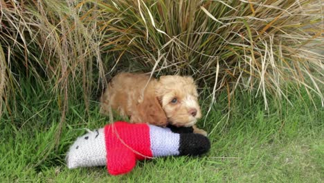 cute cavoodle puppy looking nervous outside in the garden