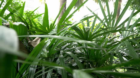 shot away out of shady foliage-video
