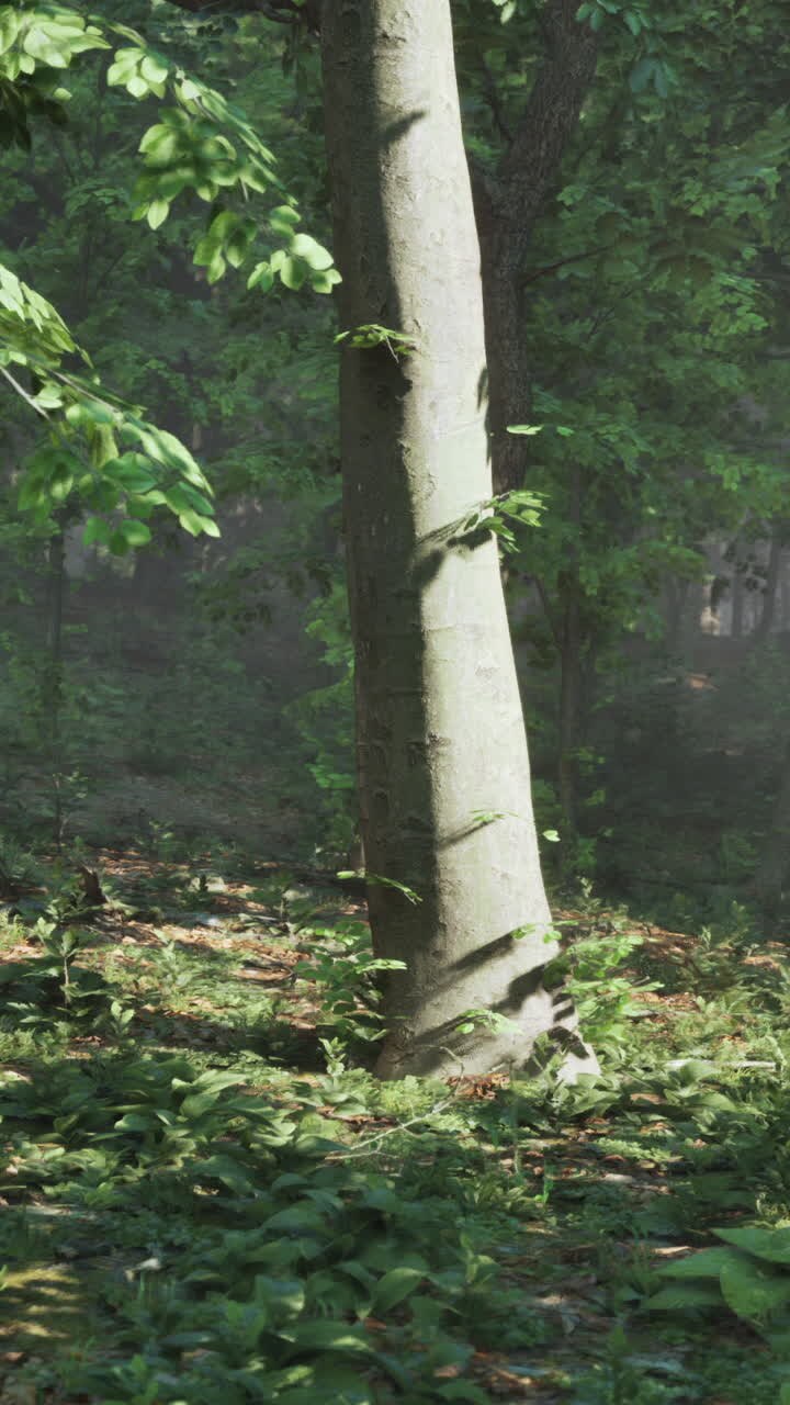 La luce del sole nella foresta