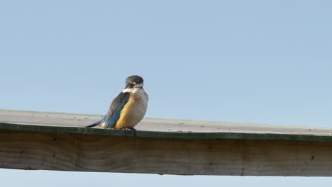 Sacred-kingfisher-Bird-Sitting-and-Resting,-Slow-Zooming-In