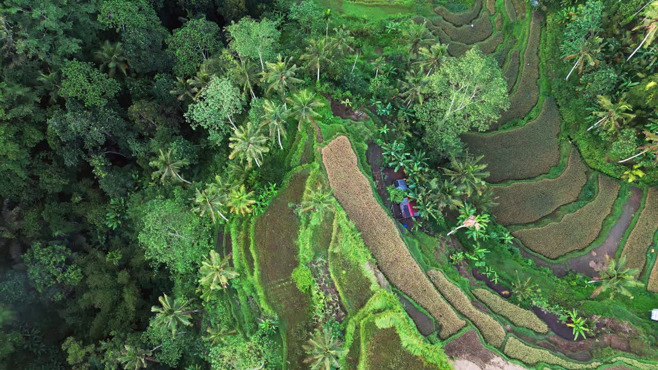 Luftaufnahmen zeigen geschichtete Reisterrassen, die sich über einen üppigen tropischen Berghang erstrecken. Leuchtend grüne Reisfelder und goldene Ernten bilden einen Kontrast neben Palmen und dichtem Regenwald in einer ruhigen ländlichen Landschaft.