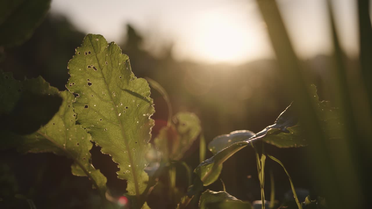 disparo de cerca de las plantas verdes en el jardín con la luz del sol al atardecer