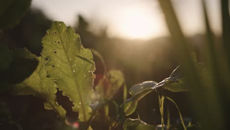 Close-up-shot-of-green-plants-in-garden-with-sunlight-at-sunset