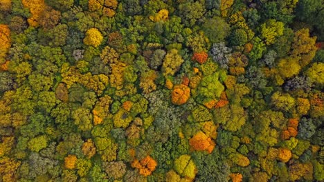 vista aérea superior del bosque de otoño con árboles coloridos 04