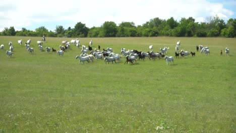 lipizzan 馬匹在綠色草原上放牧