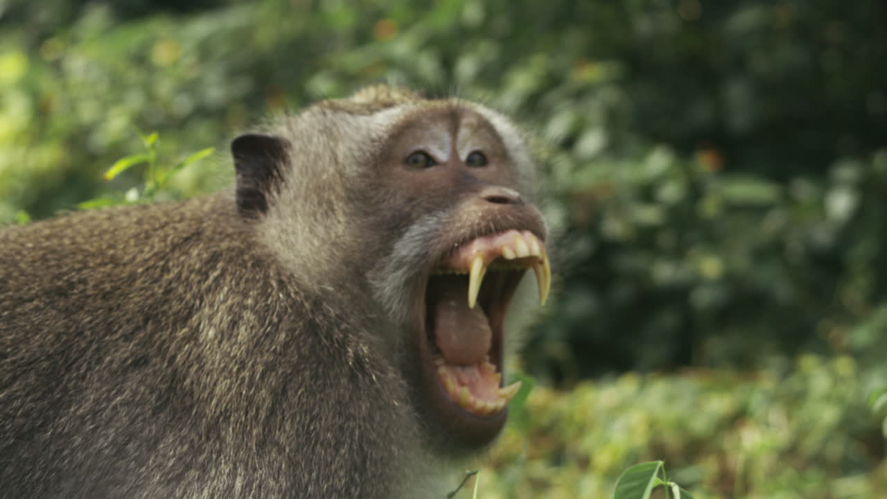 Monkey roaring in forest, slow motion wildlife, Indonesia