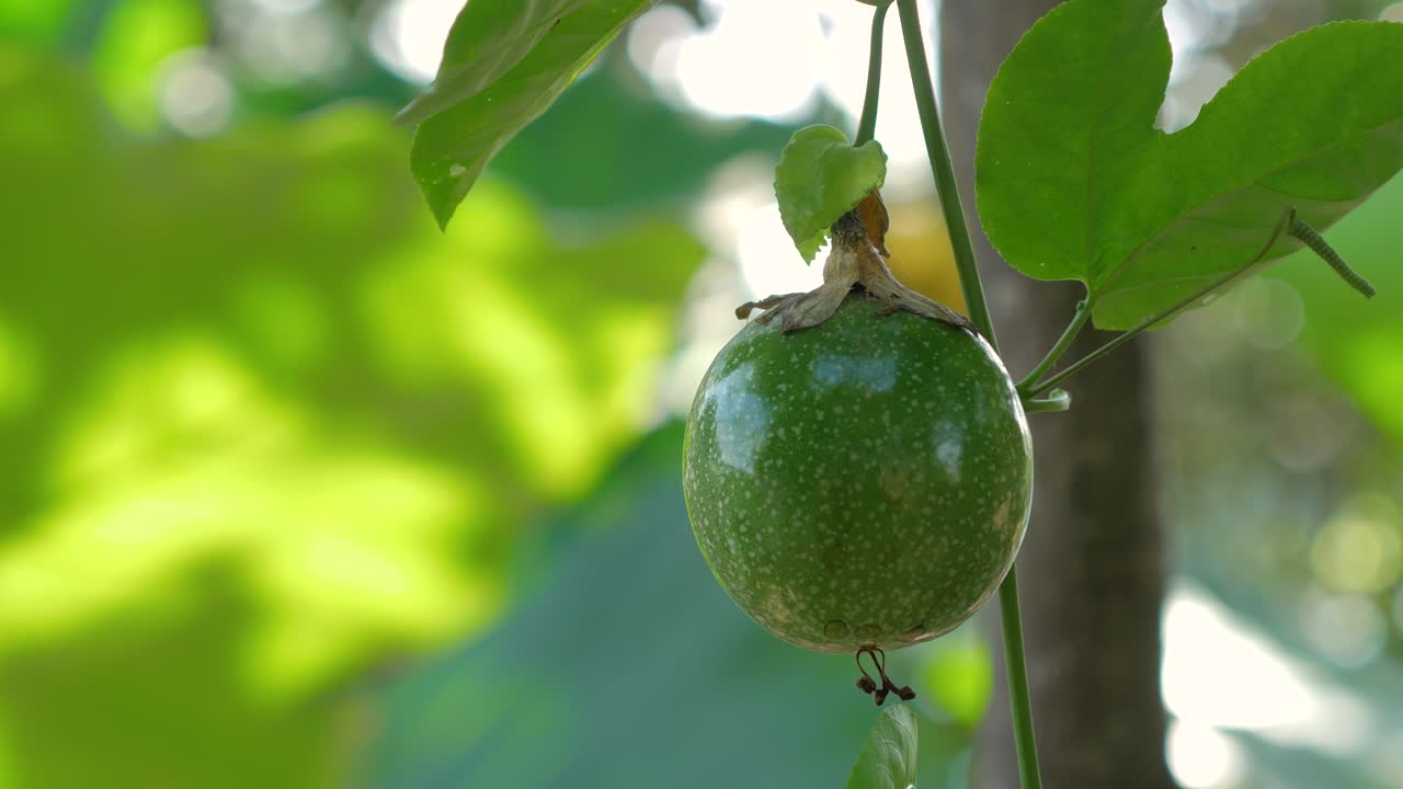 primer plano de fruta de la pasión fresca y cruda con luz solar
