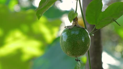 close-up fresh raw passion fruit with sunlight