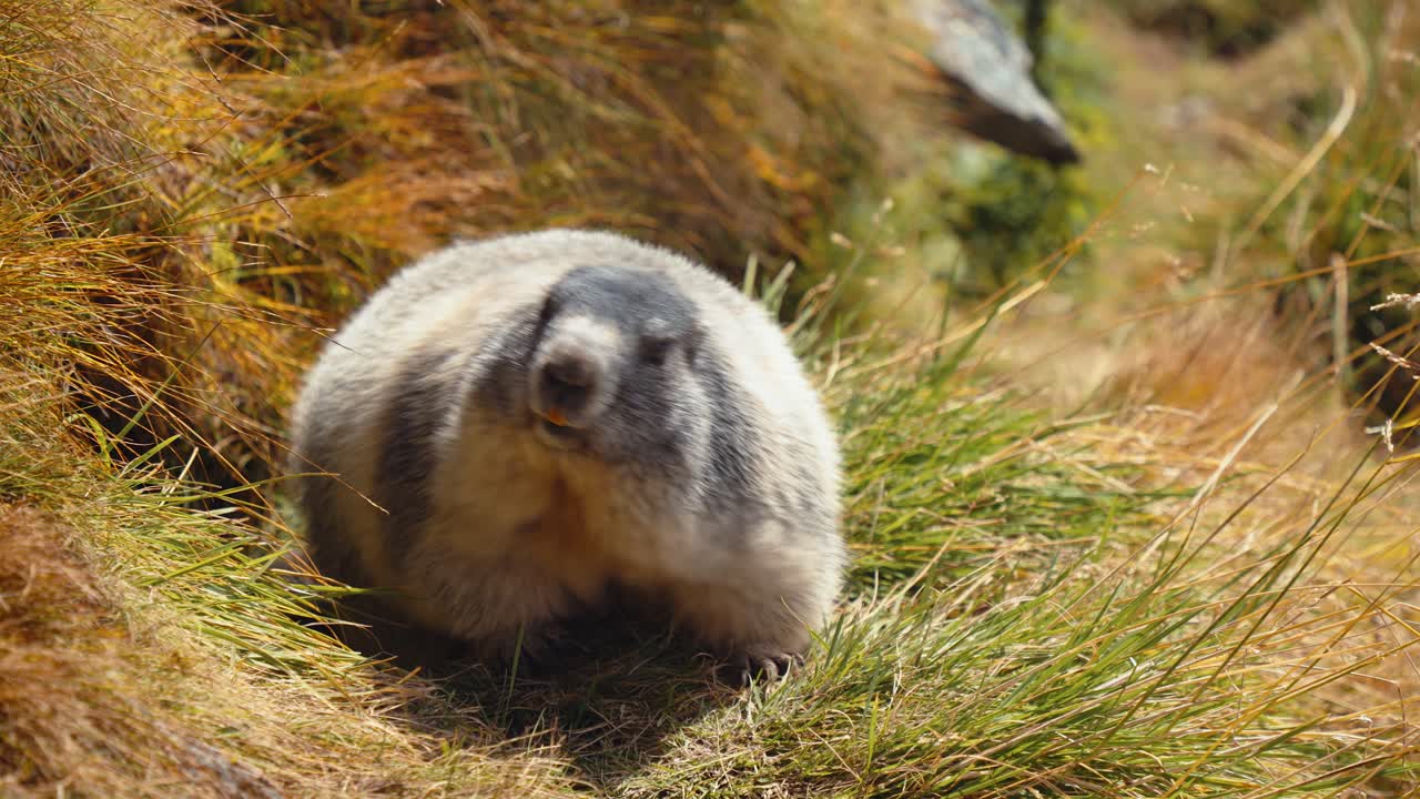 Primo piano di una marmotta alpina seduta nell'erba, che osserva tranquillamente l'ambiente circostante in Austria.