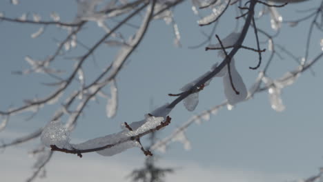 Macro shot of ice covered tree branches on a sunny winter day.
