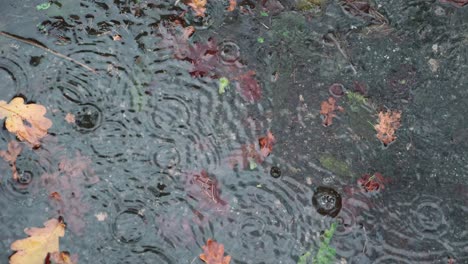 Wasserpfütze-Im-Herbst-Mit-Gefallenen-Blättern-Im-Regen-In-Zeitlupe,-Aufgenommen-Bei-4k-Bei-120p