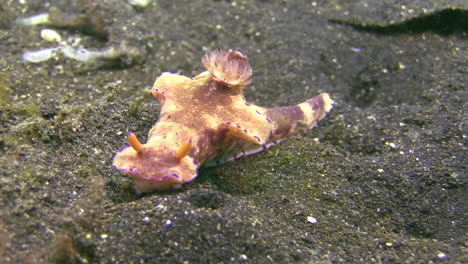 Nudibranquio-Ceratosoma-Trilobatum-Siendo-Anfitrión-De-Un-Camarón-Emperador