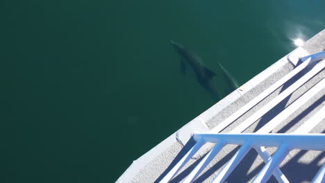 Beautiful-shots-of-dolphins-swimming-at-the-bow-of-a-ship-or-boat-moving-through-the-water