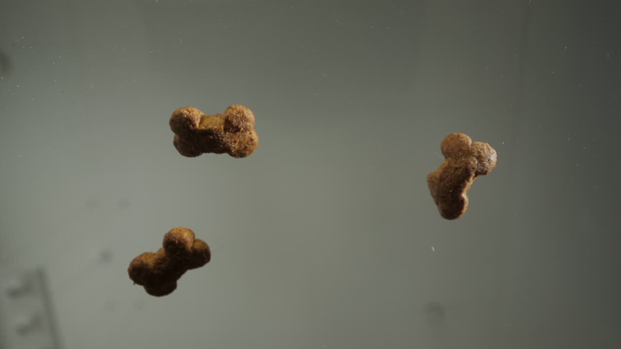 Golden Retriever Eating Dog Treats