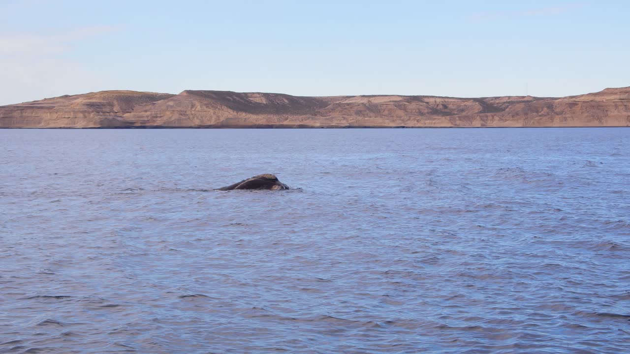 해안 근처의 푸른 바다에서 표면에 떠오르는 남쪽 오른쪽 고래의 넓은 사진 , 배경에 먼 산과 함께 푸에르토 피라미드