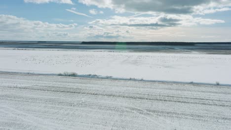 vista aérea de una gran bandada de gansos de frijol que se levantan en el aire, campo agrícola cubierto de nieve, día soleado de invierno, migración de aves, tiro de avión no tripulado avanzando