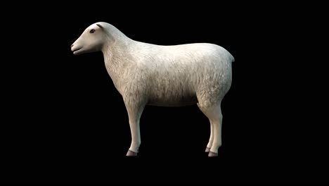 una oveja de pie ociosa mirando a su alrededor en fondo negro, animación 3d, animales animados, animación de bucle sin costura