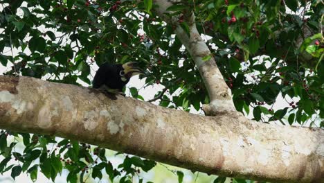 Auf-Einem-Großen-Ast-Sitzend,-Nach-Unten-Schauend-Und-Dann-Nach-Links-Fliegend,-Orientalischer-Rattenhornvogel-Anthracoceros-Albirostris,-Thailand