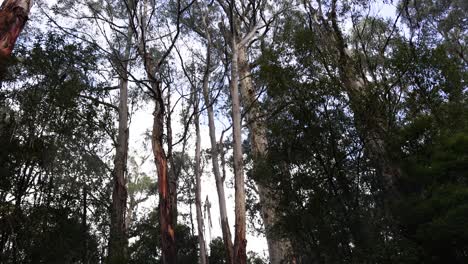 tall trees in a lush rainforest setting