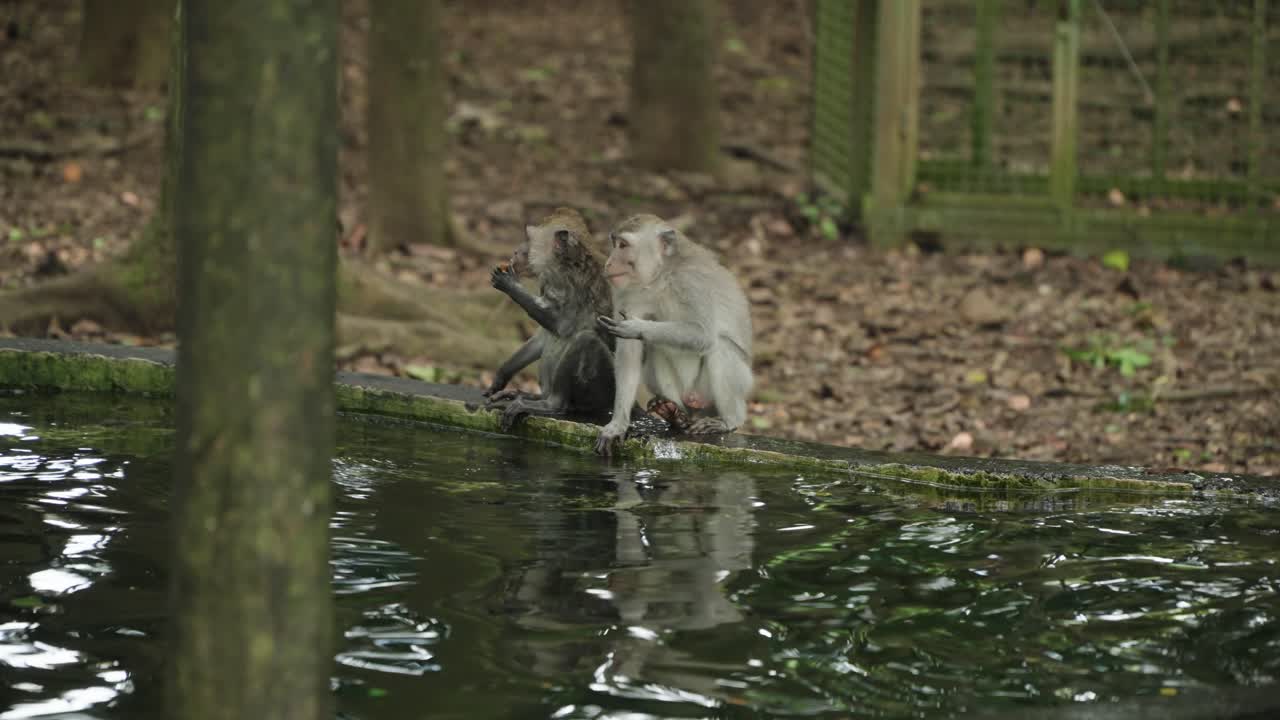 Monkey crouches by water's edge in Ubud Monkey Forest, Bali, drinking and watching reflections in a serene jungle setting, reaches out to grab things from water