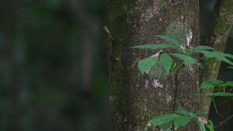 Blanford's-Gliding-Lizard,-Draco-blanfordii,-Kaeng-Krachan-National-Park,-4K-Footage