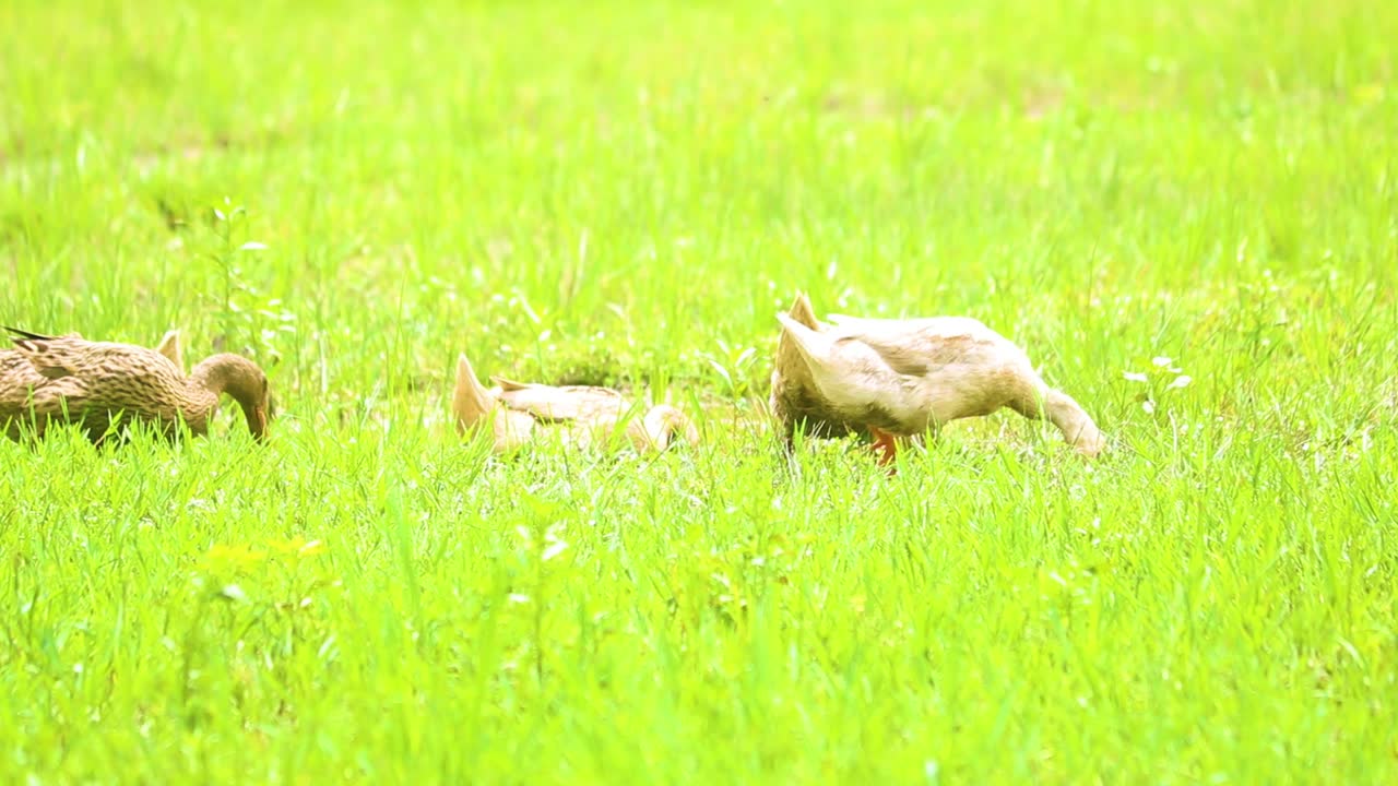 인도의 루엔 클레어 오리들은 잔디 ⁇ 을 돌아다니며 먹고 날개를 흔들고 있습니다.