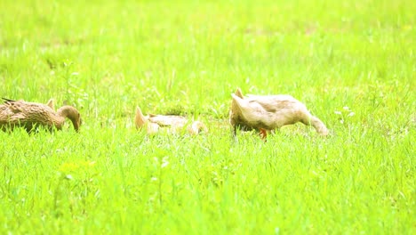 rouen clair duck ,in india strolling over grass field eating and flapping their wings