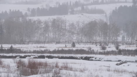 A-herd-of-elk-enters-frame-right-and-walks-through-a-field-behind-a-sleeping-wolf