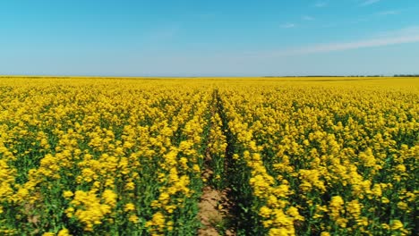 un vasto campo de colza bajo un cielo despejado