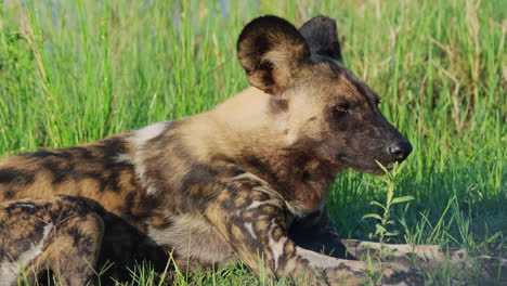 african painted dog lying on the grass near khwai river in botswana, south africa