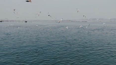 Sibirische-Vögel-Wandern-Und-Fliegen-In-Zeitlupe