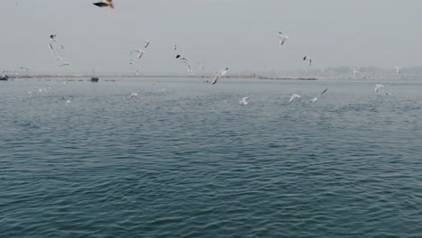 pájaros siberianos migran y vuelan en cámara lenta