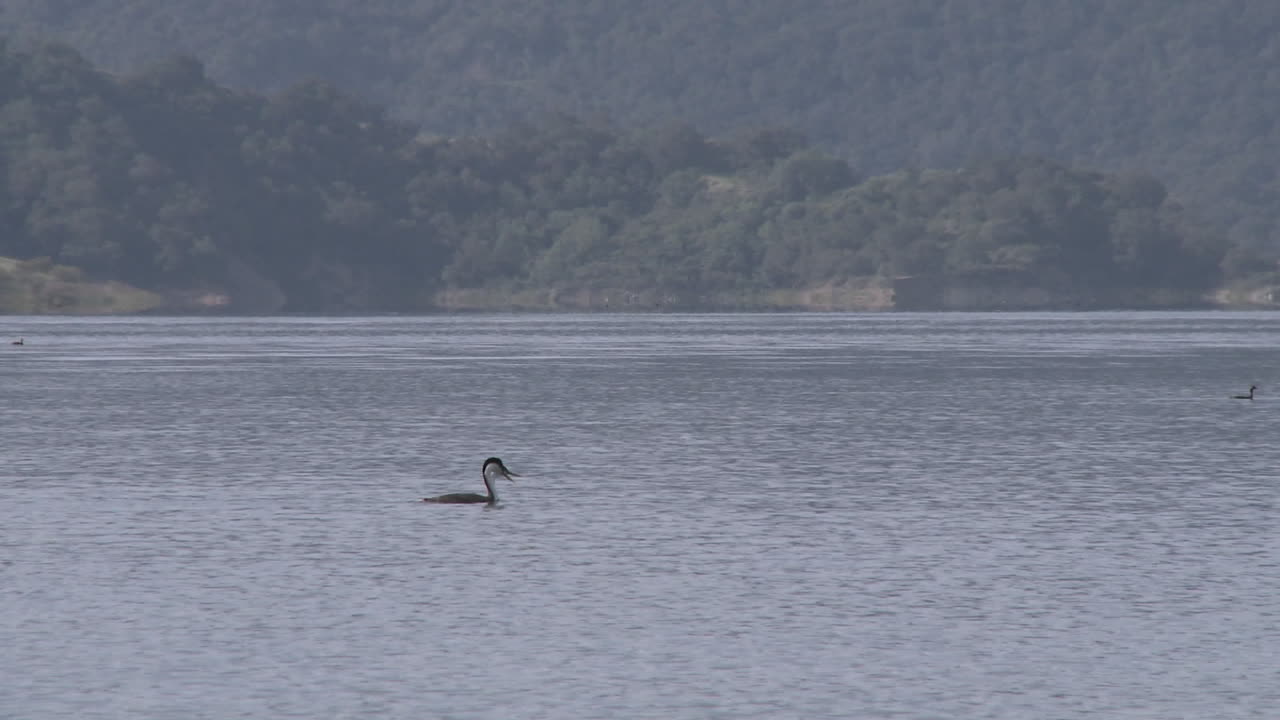 오크 뷰 캘리포니아에 있는 카시타스 호수 레크리에이션 지역을 지나는 패닝 농병과 모터보트