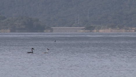 Panning-Haubentaucher-Und-Motorboot-Vorbei-Am-Lake-Casitas-Erholungsgebiet-In-Oak-View-Kalifornien