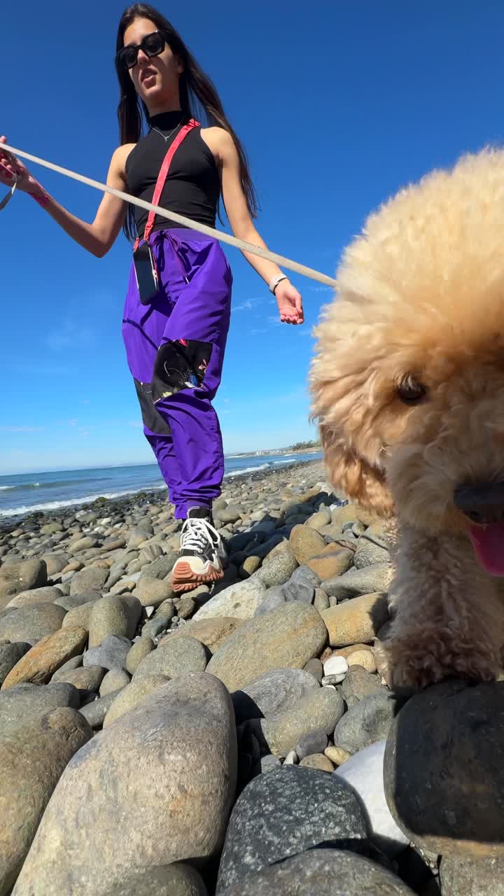 여자 가 해변 에서 푸들 을 산책 시키고 있다