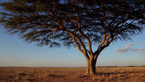 solitary acacia tree in a vast dry landscape