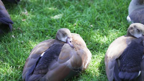 close view to colorful egyptian geese resting on green grassy botanical garden in cape town, south africa